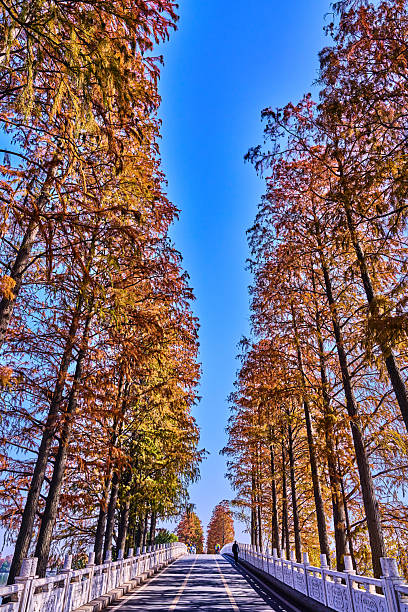 A Stunning Autumn Landscape Featuring Vibrant Trees,