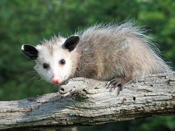 istock Curious Baby Possum on Branch 2249562776