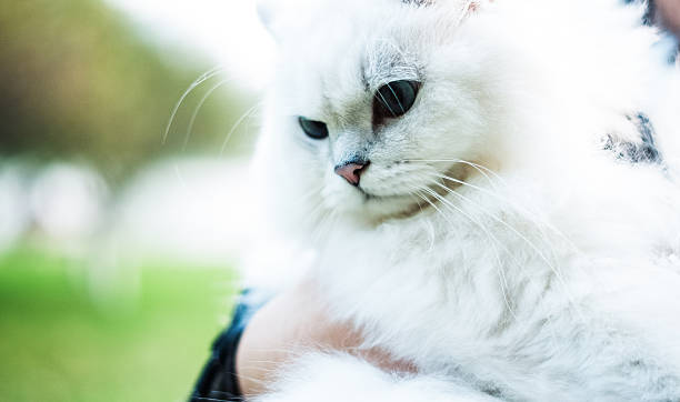 istock Cute Ragdoll cat in the park 2249562985