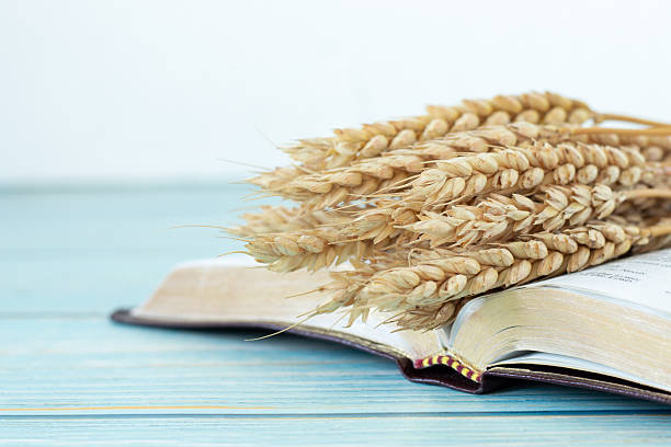 istock Wheat bundle on open holy bible book with white background 2249564180