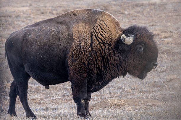 istock Bison Bull in Winter on the Prairie 2249564286