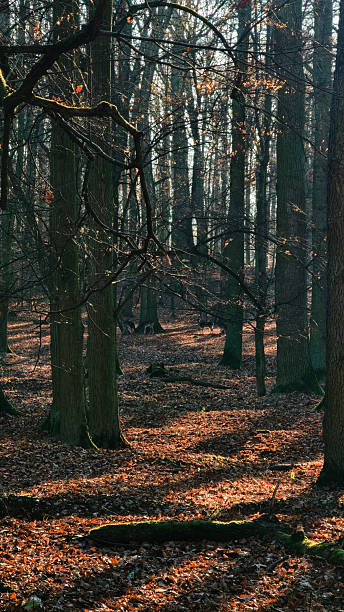 istock Woodland path with sunlight filtering through autumn trees 2249564496