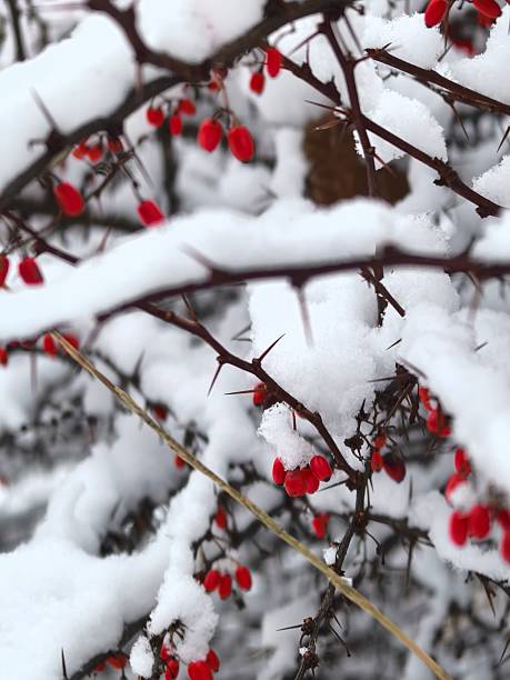 istock Barberry under the snow, branches with red berries covered with snow, red barberry berries, bushes under the snow, winter mood, macro photography of berries, winter landscape, beautiful winter photo 2249565110