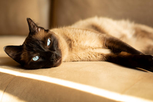 Siamese cat stretching