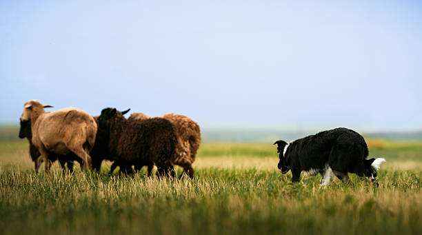 istock Border Collie Herding Sheep on Meadow. 2249568440