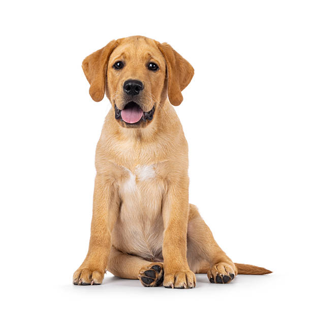 istock Labrador dog puppy on white background 2249568568