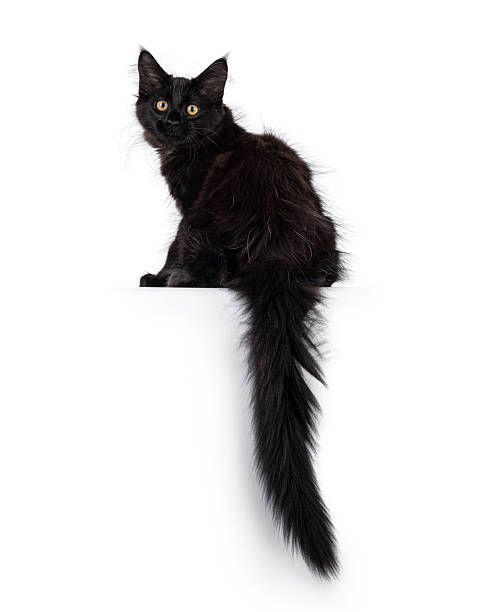 istock Maine Coon cat kitten on white background 2249568580