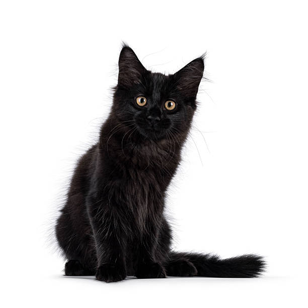 istock Maine Coon cat kitten on white background 2249568615