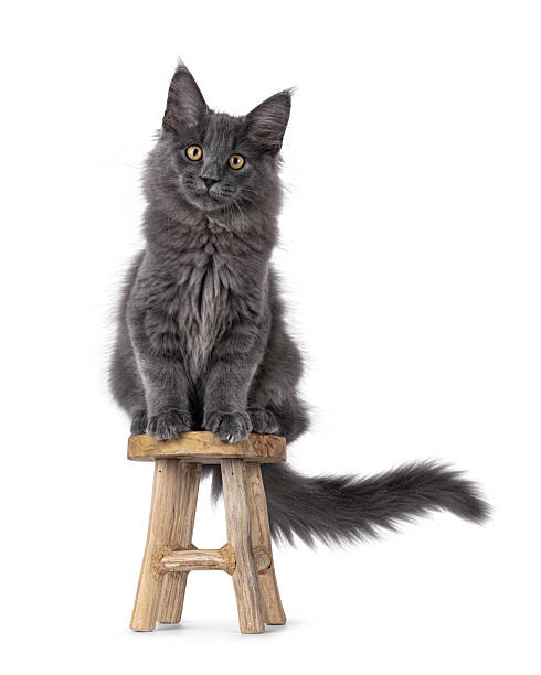 Maine Coon cat kitten on white background