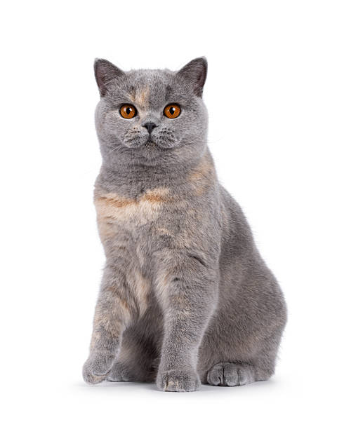 istock British Shorthair cat on white background 2249568735