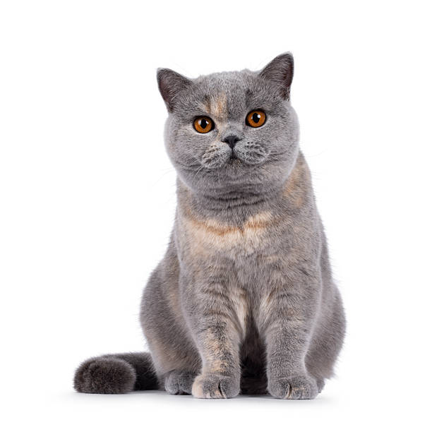 istock British Shorthair cat on white background 2249568771