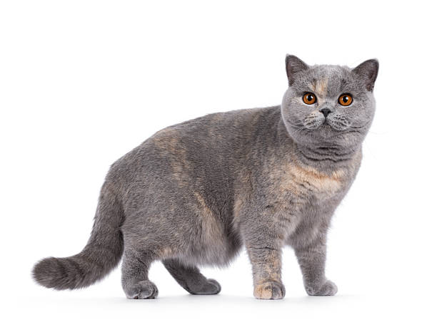 istock British Shorthair cat on white background 2249569407