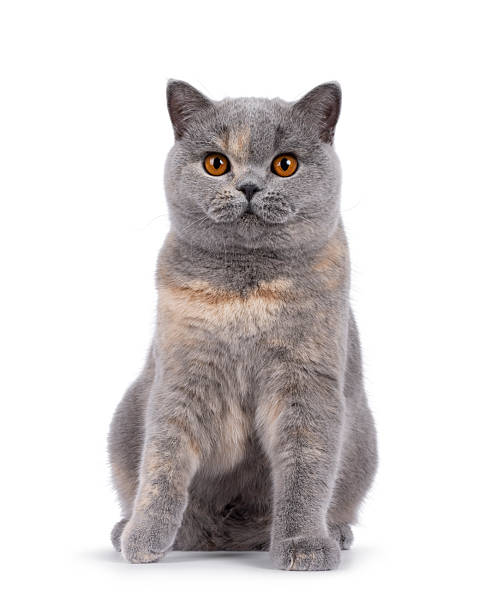 istock British Shorthair cat on white background 2249569485