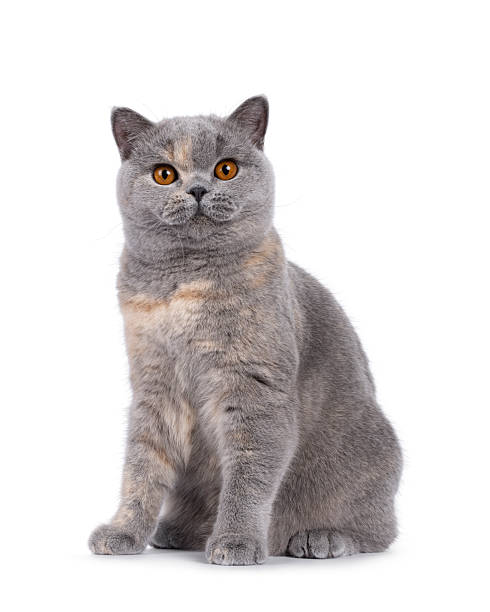 istock British Shorthair cat on white background 2249569525
