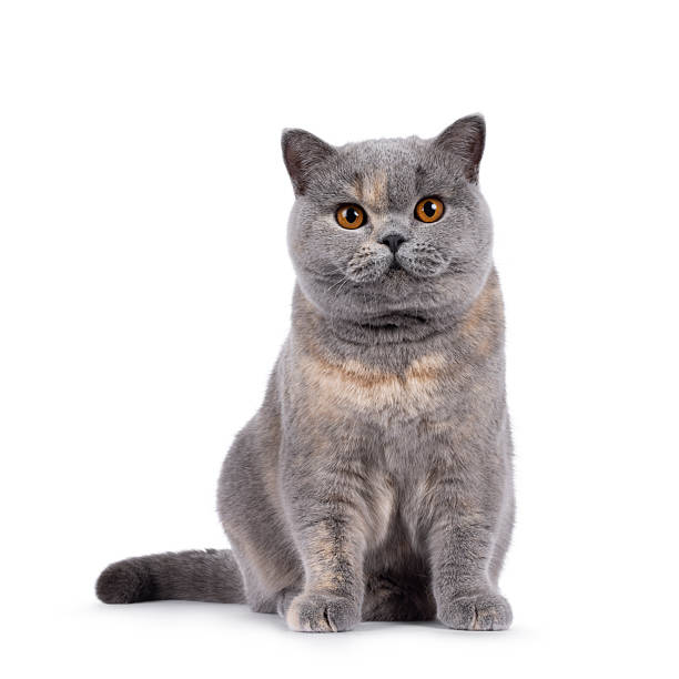 istock British Shorthair cat on white background 2249569537