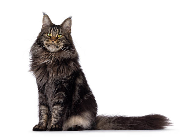 istock Maine Coon cat on white background 2249569742