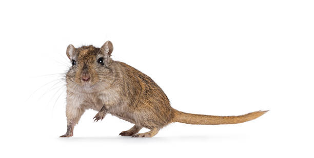 istock Gerbil aka Meriones unguiculatus on white 2249569767