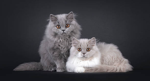 istock British Longhair cats on black background 2249569826