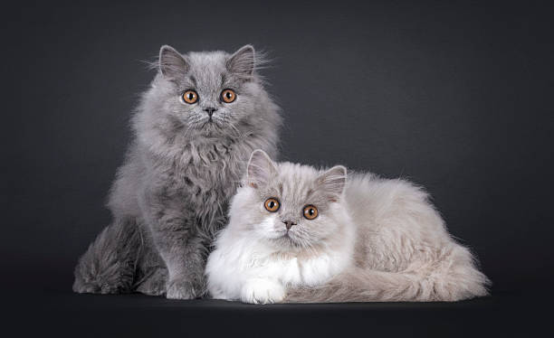 istock British Longhair cats on black background 2249569837