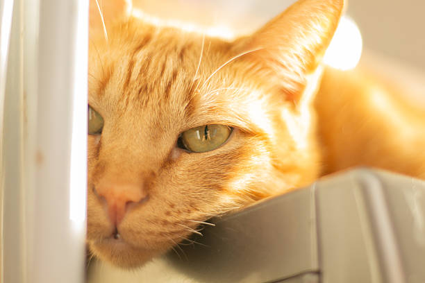 Horizontal close-up shot with copy space, ideal for pet adoption, animal care and feline issues.