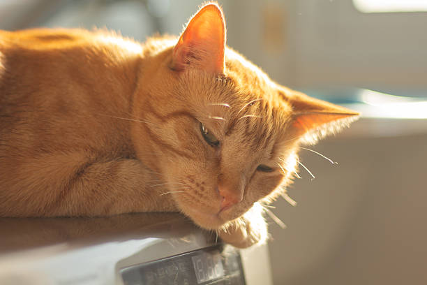 Horizontal shot with copy space, ideal for pet care, shelter animal, pet adoption and feline emotion.