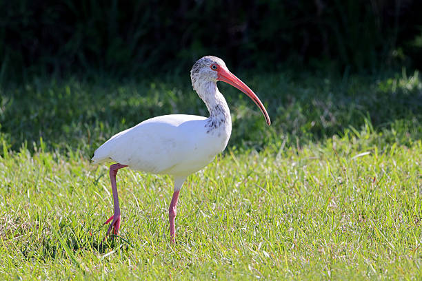 istock White ibis bird standing in green grass on a sunny day 2249569900