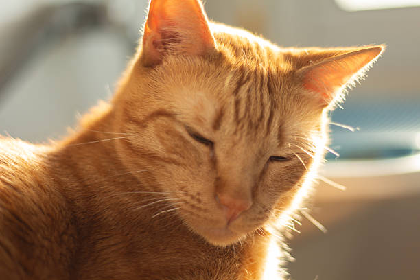 Male stray cat is resting on the street at sunset.