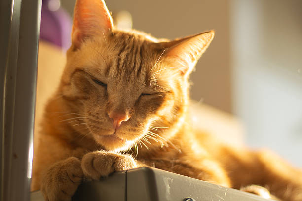 Horizontal pet portrait with copy space, great for domestic animal content, pet adoption and feline sleep.