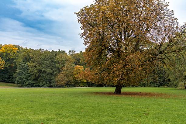 Green grass field in park