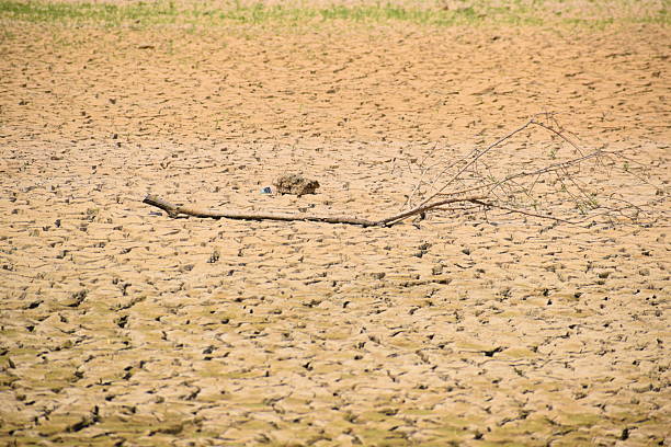 cracked ground of a dried out lake with driftwood on the ground