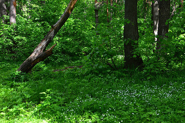 Lush Green Forest Floor with Dappled Sunlight and Wildflowers
