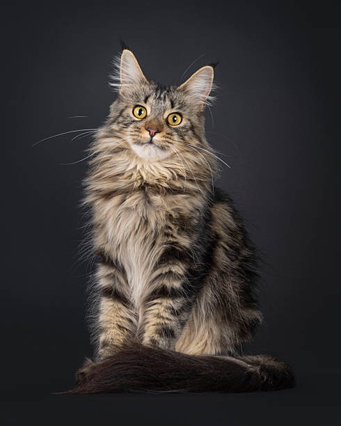 istock Maine Coon cat on black background 2249570951