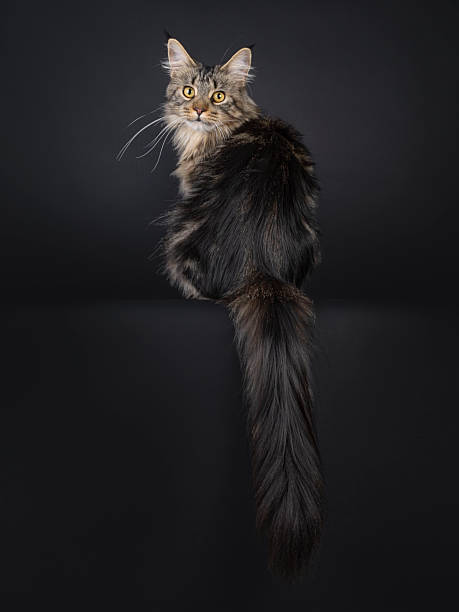 istock Maine Coon cat on black background 2249570989