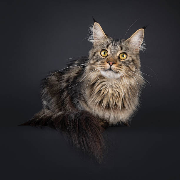 istock Maine Coon cat on black background 2249571020