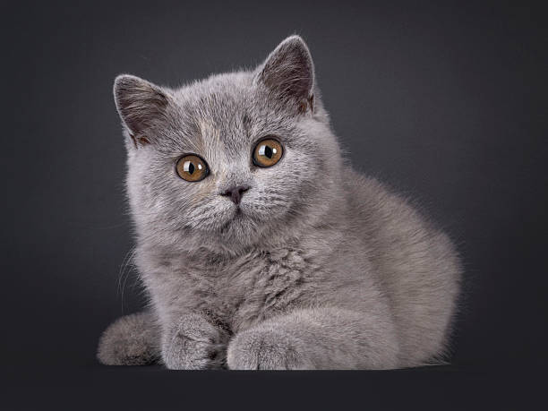 istock British Shorthair cat on white background 2249571060