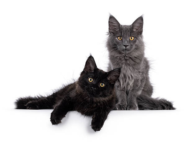 istock Maine Coon cat kittens on white background 2249571608