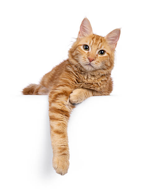 istock Aphrodite Giant Longhair cat on white background 2249571704