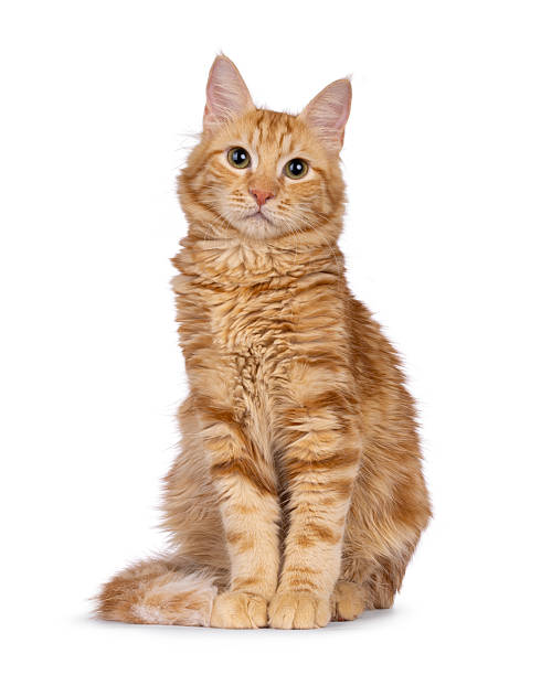 istock Aphrodite Giant Longhair cat on white background 2249571718