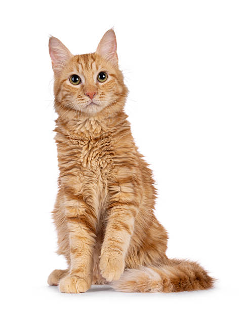 istock Aphrodite Giant Longhair cat on white background 2249571743