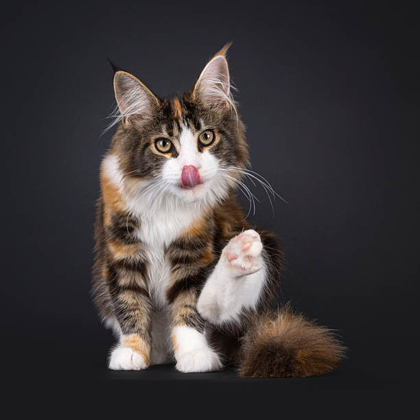 istock Maine Coon cat on black background 2249571890