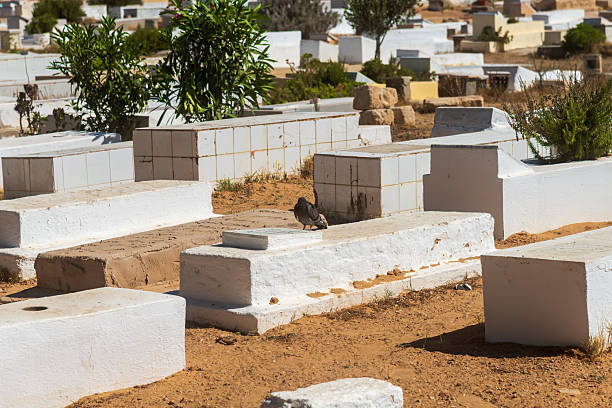 Sunlit white tombstones Monastir Tunisia, lonely pigeon perched on slab, sandy ground dotted with sparse shrubs, strong midday shadows creating graphic