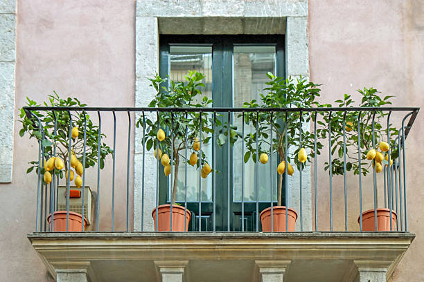 Lemon trees on a Mediterranean balcony facade