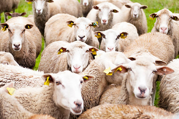 Flock of sheep grazing in meadow.
