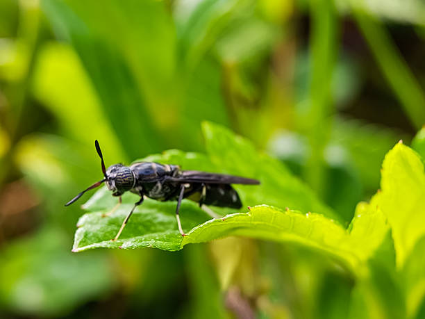 istock Black soldier fly macro on bright green leaf 2249575534