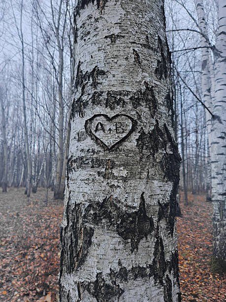 Close-up of a birch tree with a carved heart and initials “A + B” on its bark. Autumn forest background with fallen leaves. Symbol of love, memories, and romance in nature. Concept of nostalgia and affection.