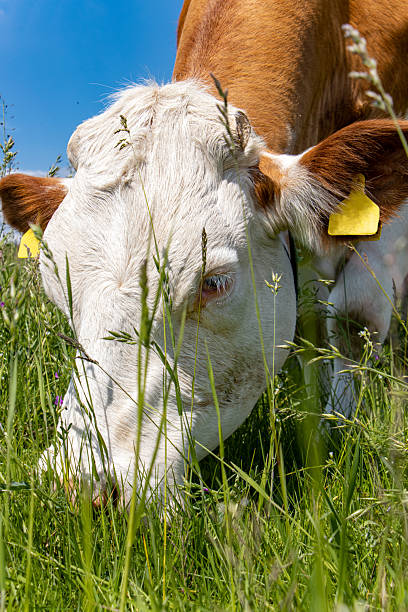 istock Cow grazes on a green field, close up view. 2249580053