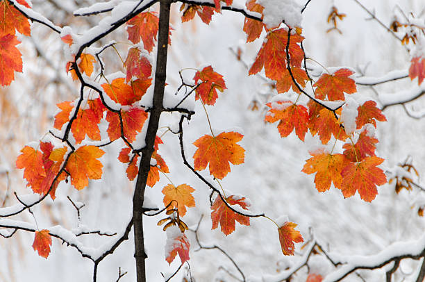 Branch with orange leaves covered with fresh snow. snow in november