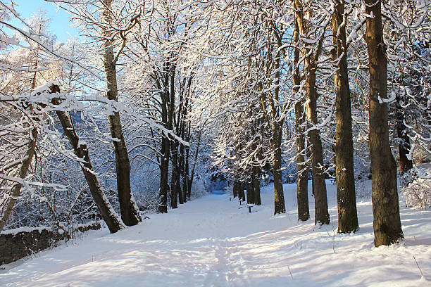 Girl jogging in snowy park