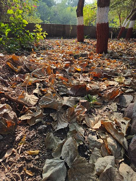 istock Ground scene covered by dry leaves 2249581184