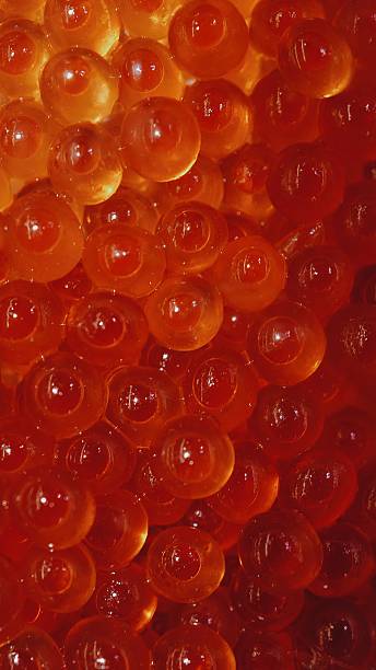 Macro close up shot of ikura, fish roe
